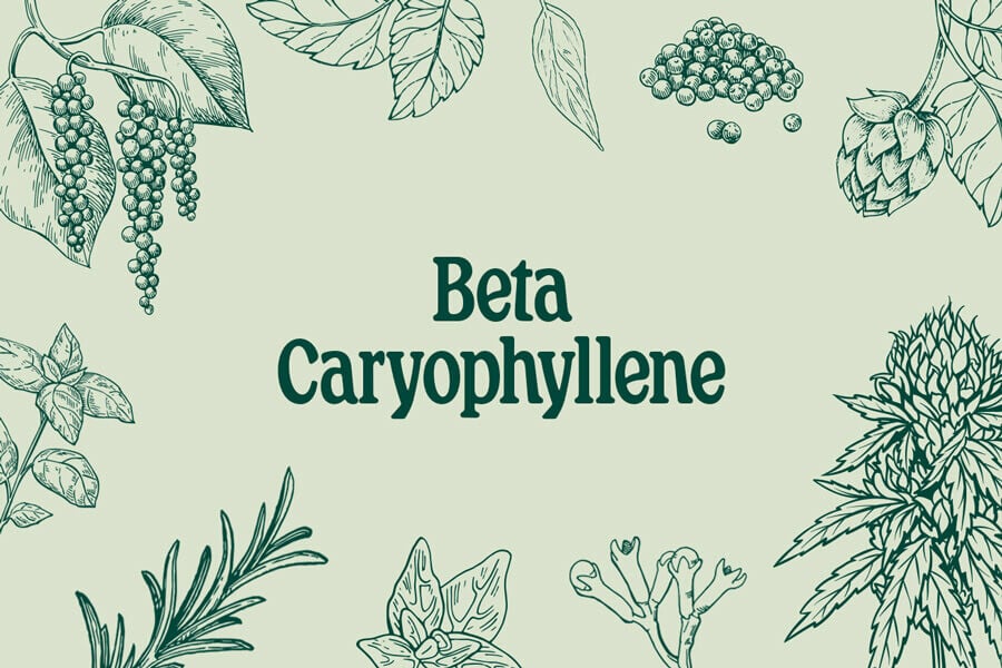 beta-caryophyllene side effects