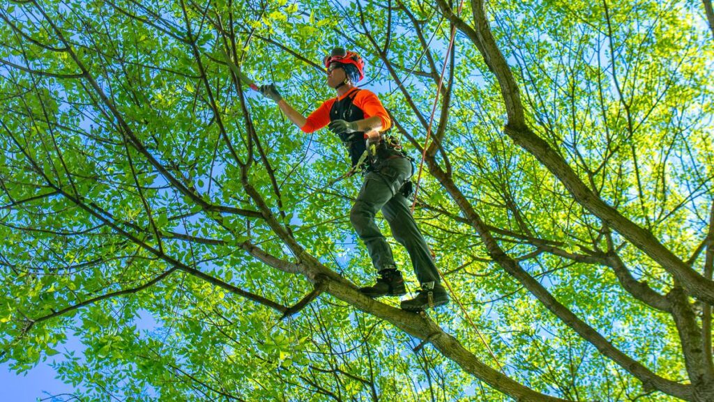 emergency tree removal in Austin, TX