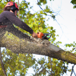 tree removal in Austin TX